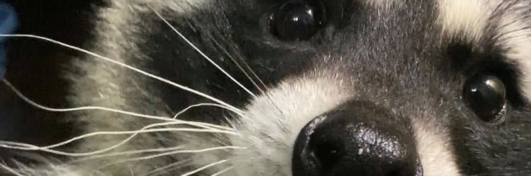 ra_zoo's profile banner image