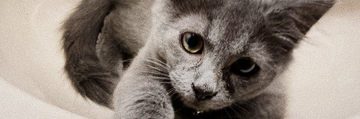 mackenzie jackson banner