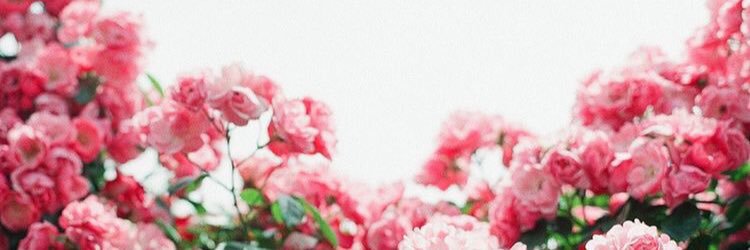carrielbond's profile banner image