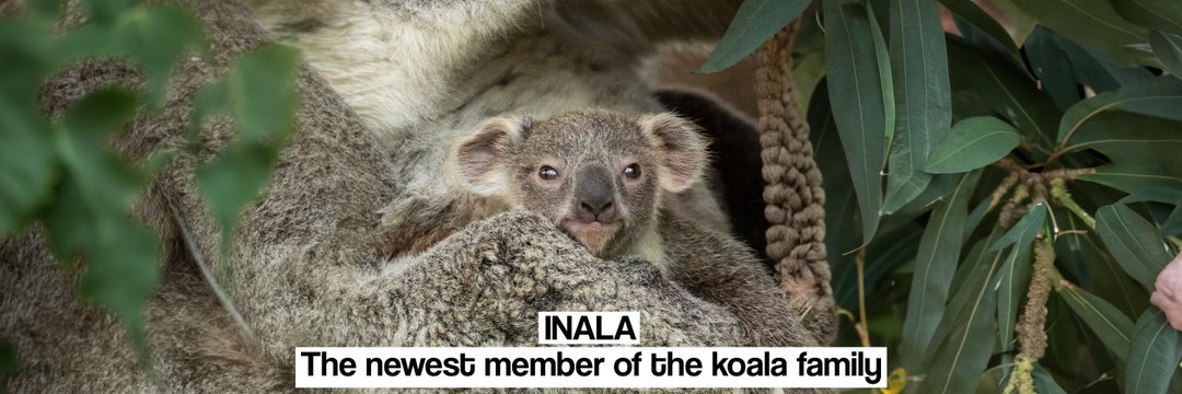 InalaSOL's profile banner image