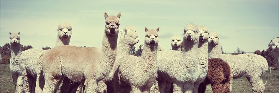 dinhassaura's profile banner image