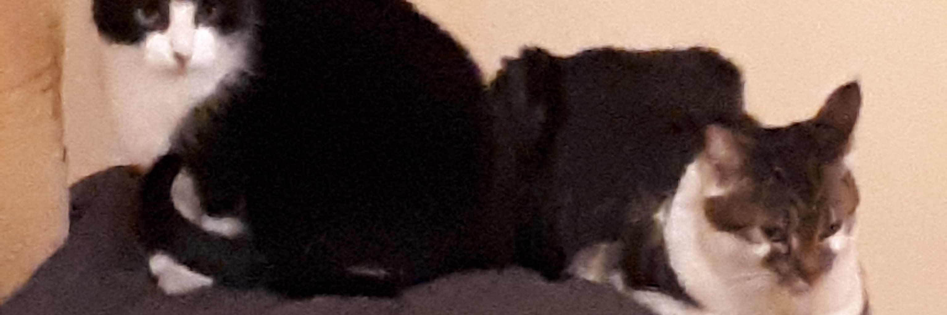 Ingrid Keuter banner