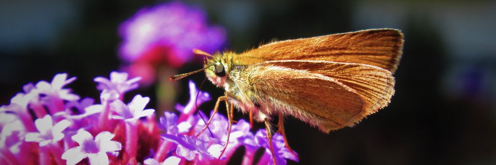 Alex Mackintosh banner