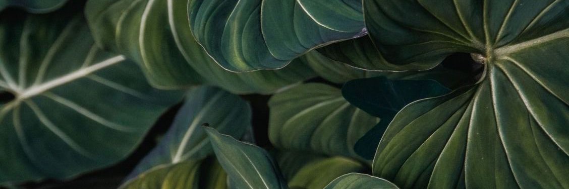 muchalady's profile banner image
