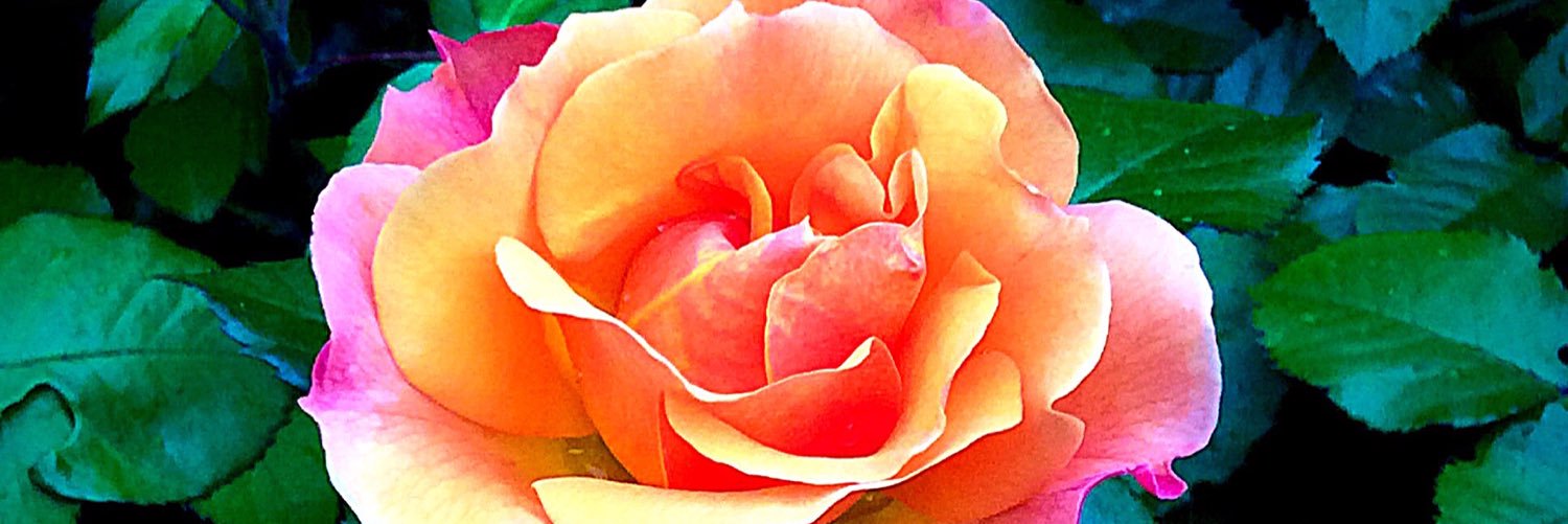 VTarancheva's profile banner image