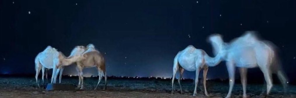 _DanahAyed's profile banner image