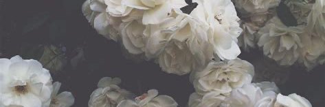 starryplory's profile banner image