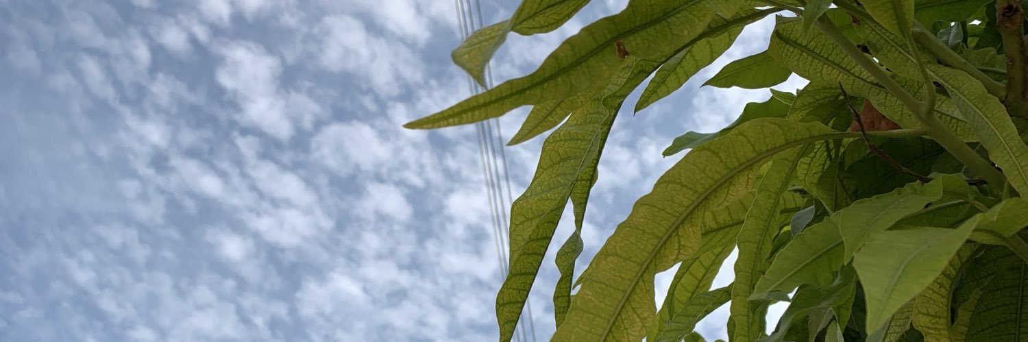 Chr29 banner
