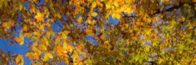 andreawandrey's profile banner image