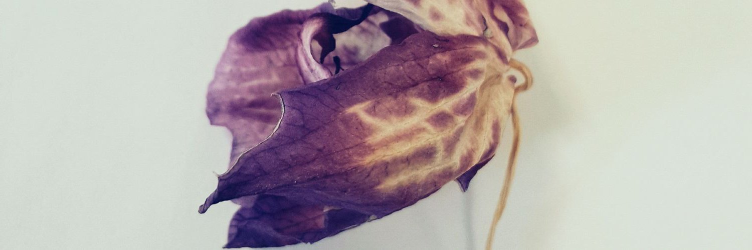 Elif banner