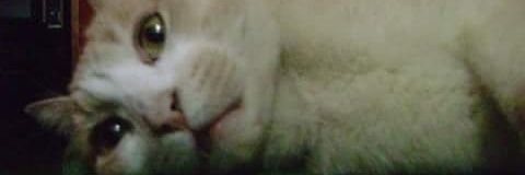 lucygielis's profile banner image