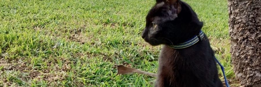 MelaSixte5's profile banner image