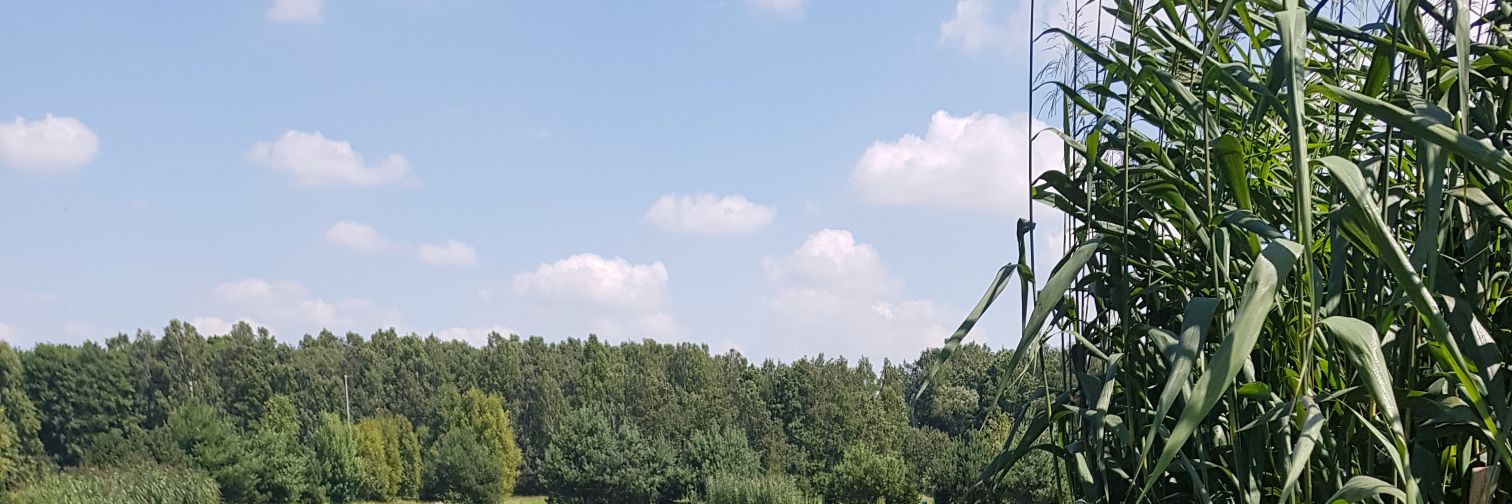 M. Niciakówna banner
