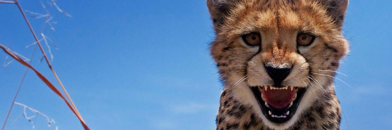 Kilaikeek's profile banner image