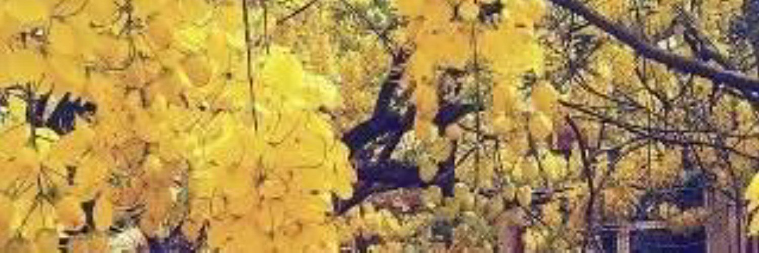 Biolaorry's profile banner image