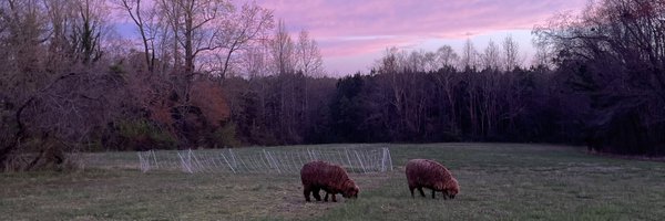 DecampDave Profile Banner