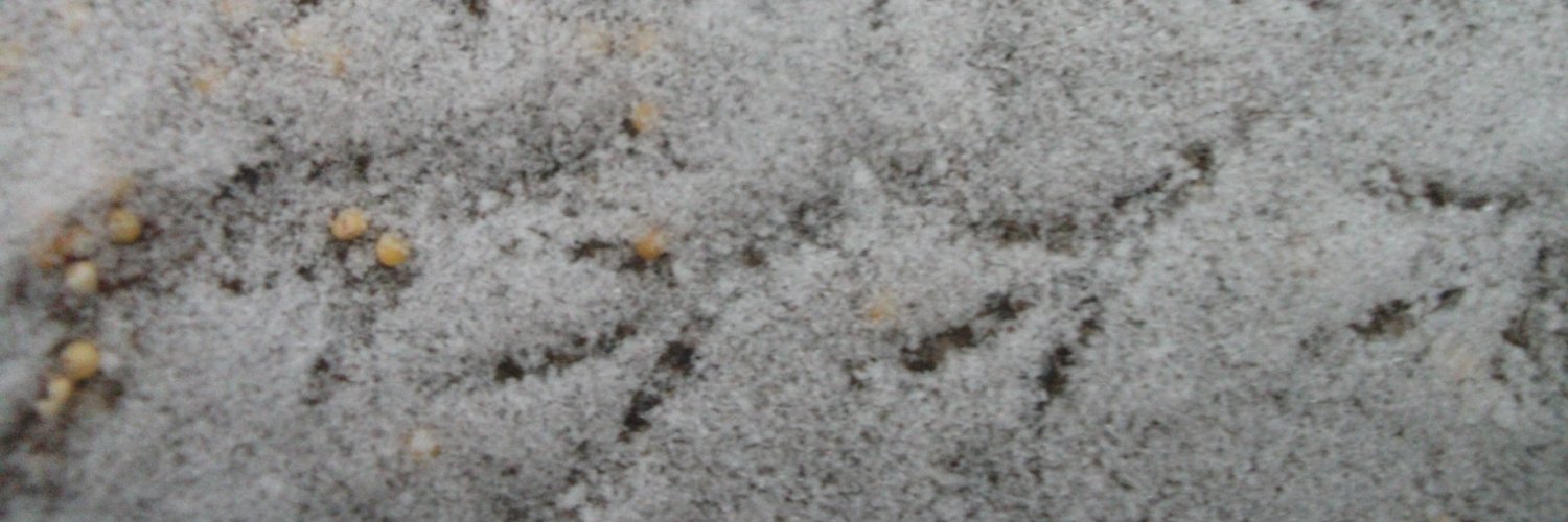 Stephen Harrott banner