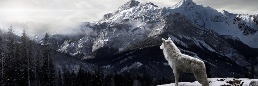 Captain Faibik 🐺's banner