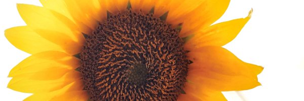 willdahamid Profile Banner