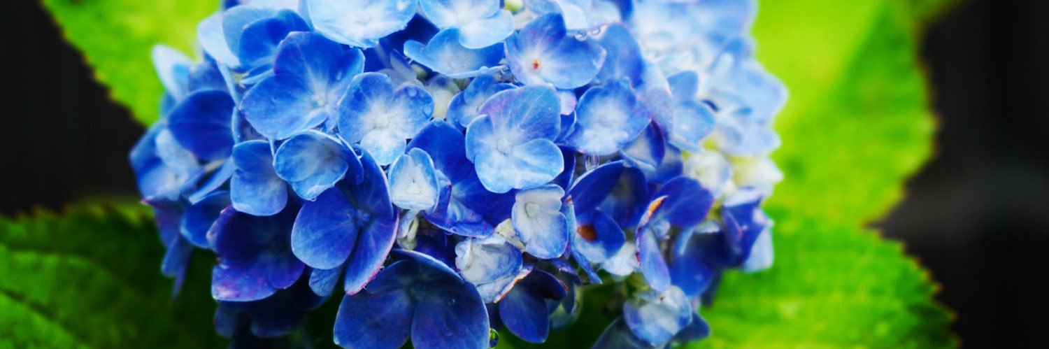 okyuokyu's profile banner image
