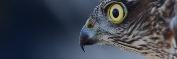 VilleUusitalo2 Profile Banner