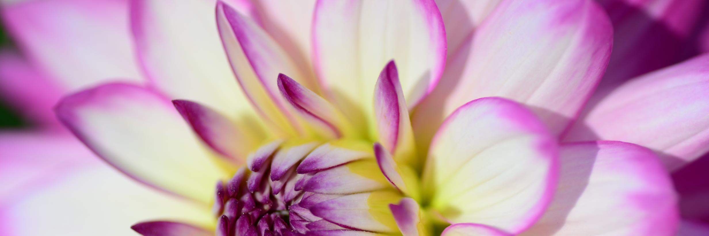 ShutterPaint's profile banner image