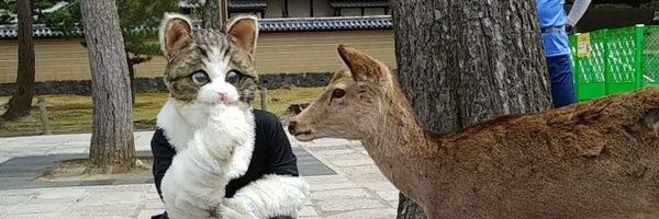 ライド🐱ネコで走る人 banner