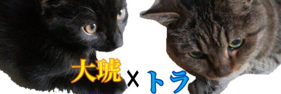 PINGU3255's profile banner image