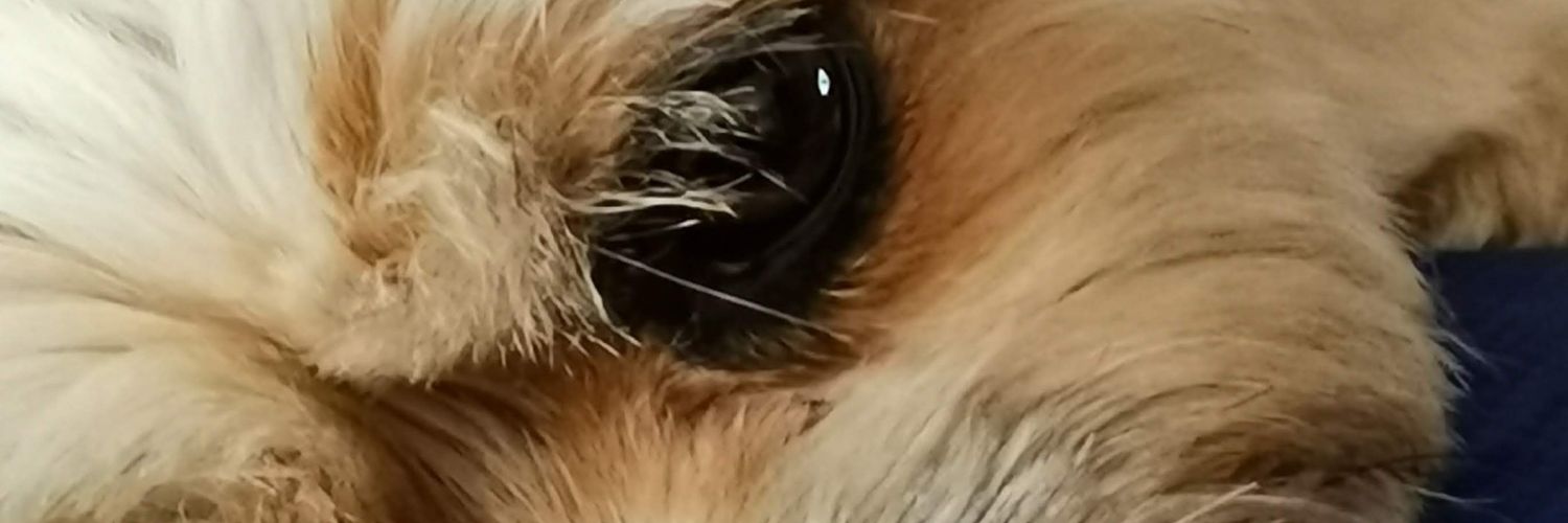 enric105's profile banner image