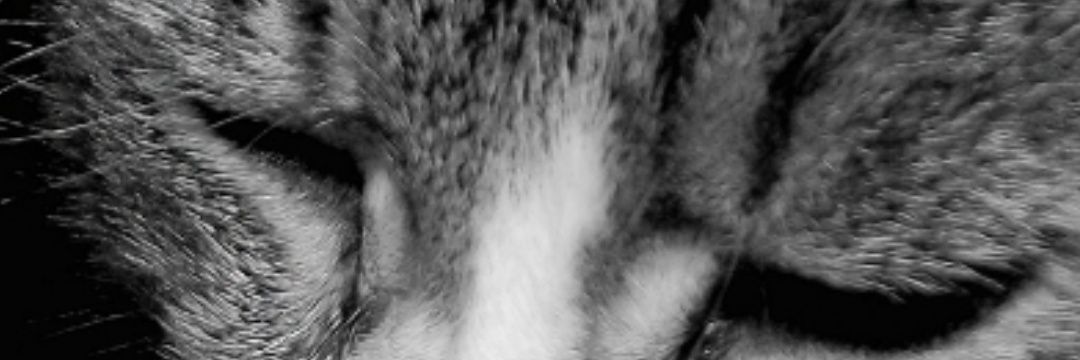 ajalie18's profile banner image