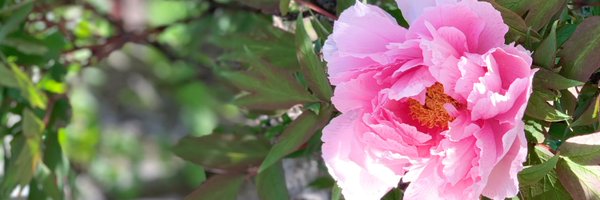 MrsGausepohl Profile Banner