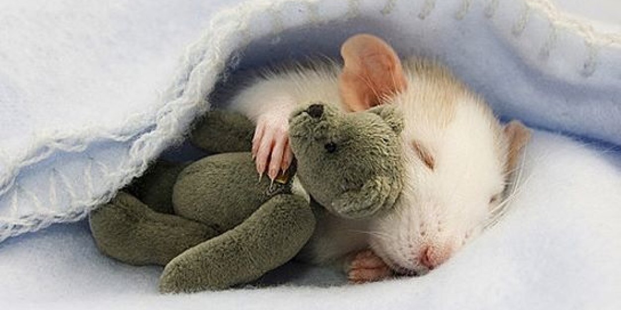 Caroline Johnston banner