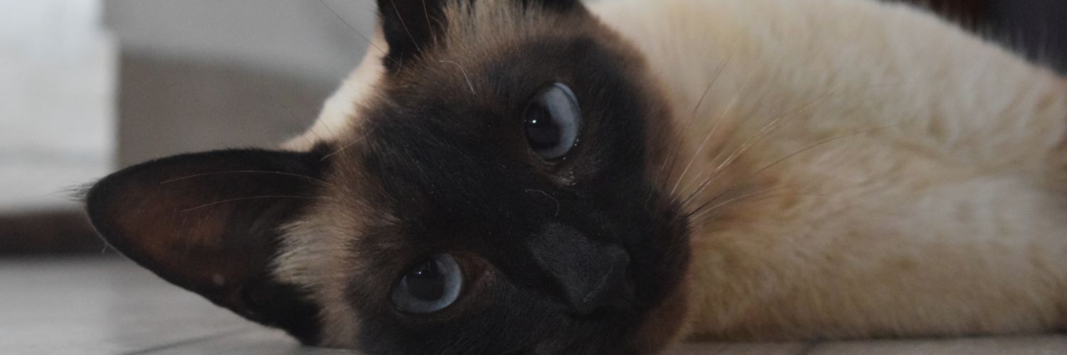 _Fedeceballos's profile banner image