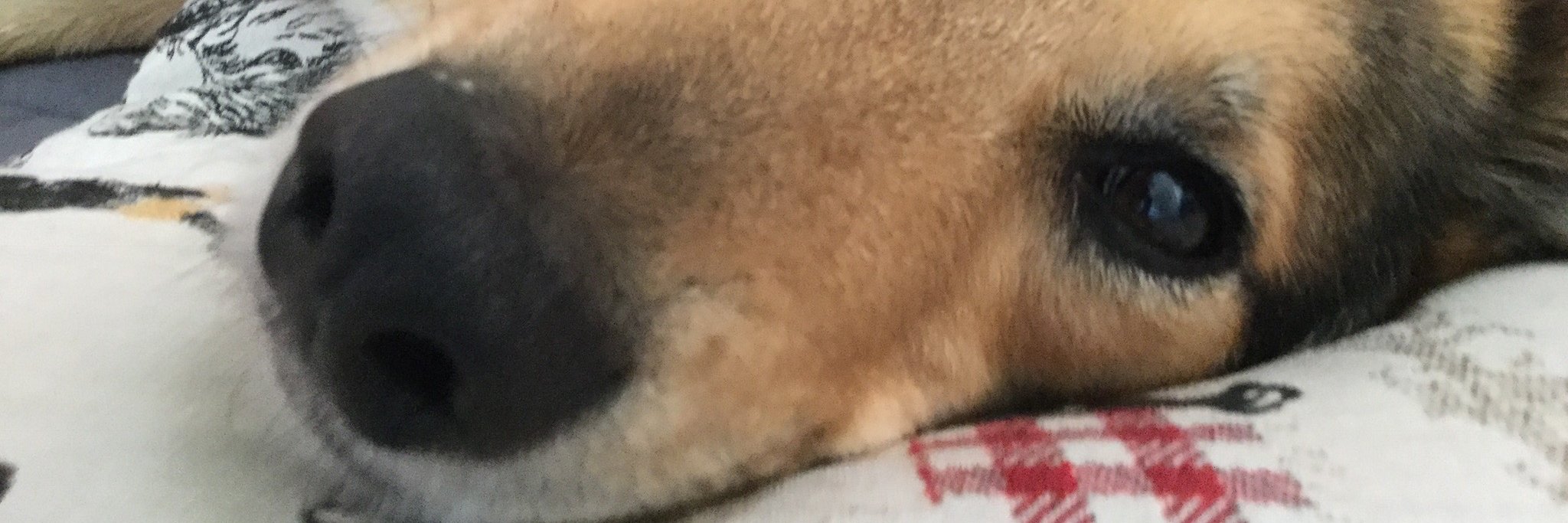 Hartmut Esser banner