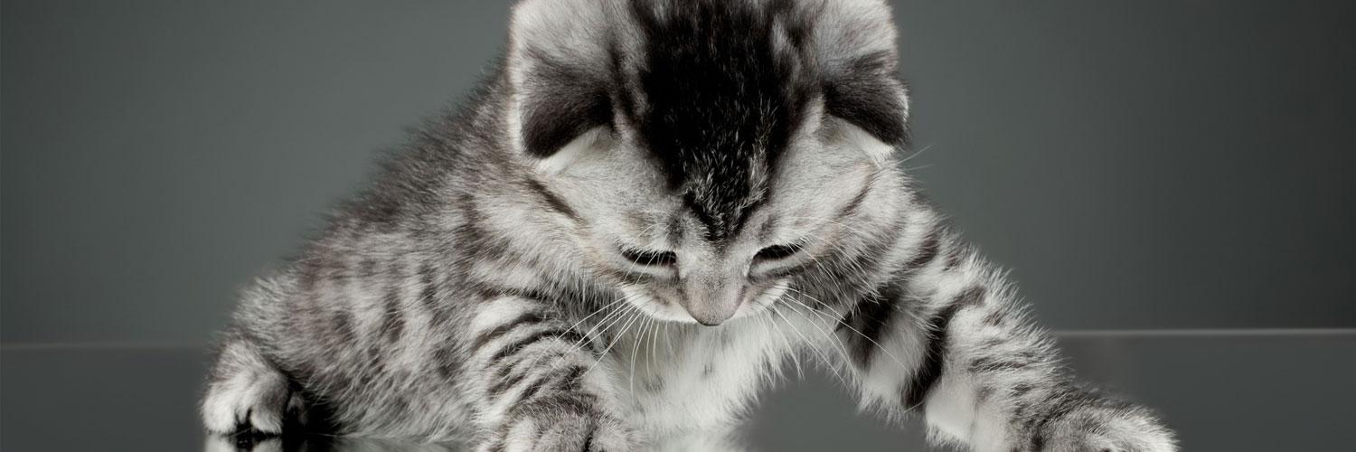 olyapka (Proud Ambassador of Barsik) banner