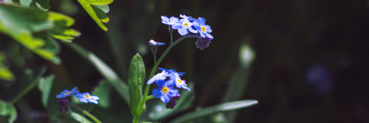 Dekokeks's profile banner image