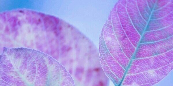Nastya_Starling's profile banner image