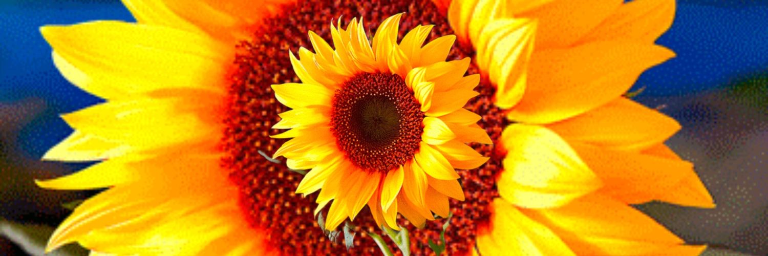 martel_alba's profile banner image