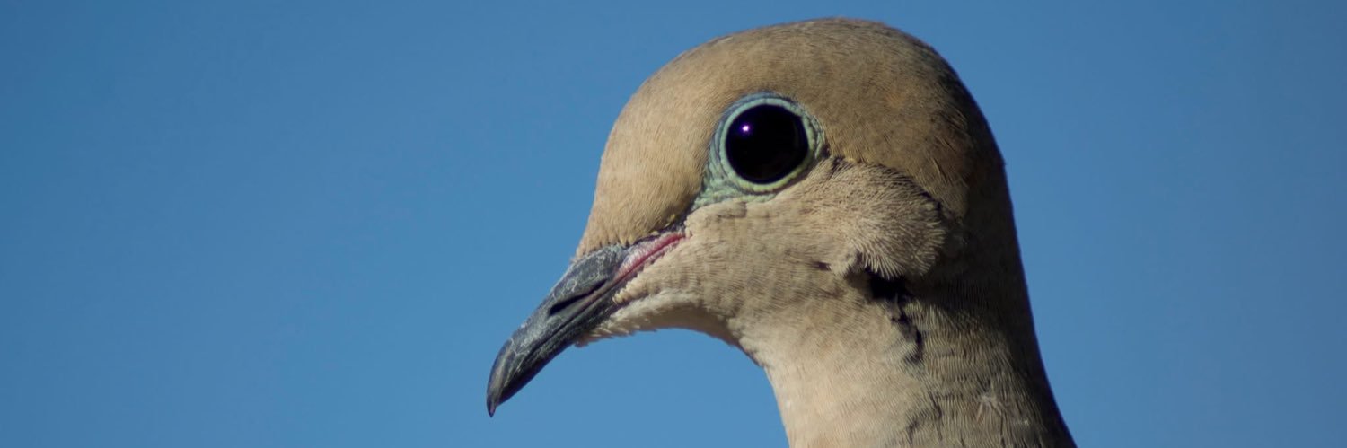 Lauryn Hills (not that one) banner