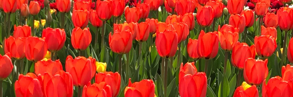 Angela James banner
