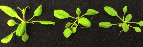 LabUhrig Profile Banner