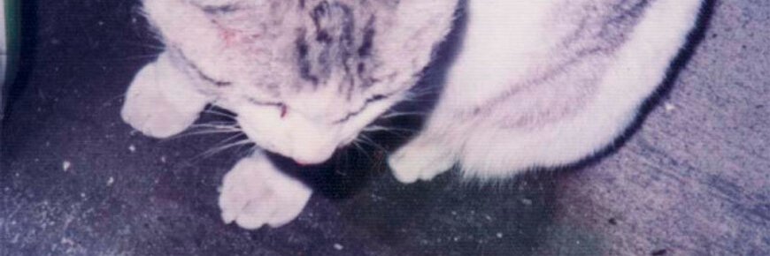 shoko banner