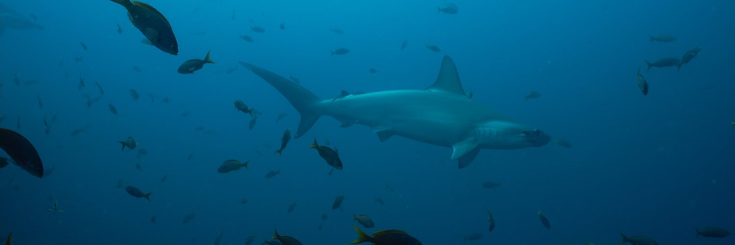 OceanNoe's profile banner image