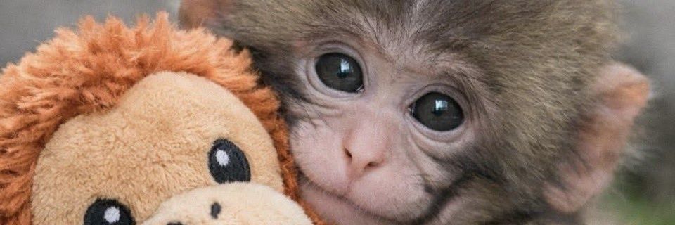 Almodóvar🇲🇽🇪🇦♥️⚘️ banner