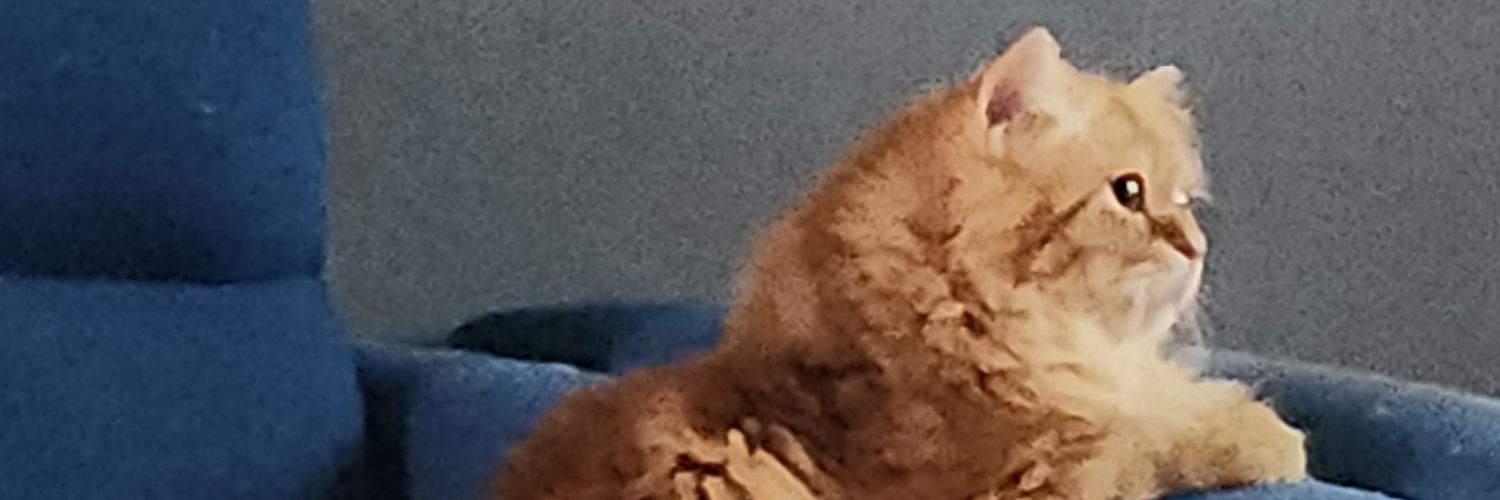 samaher1440's profile banner image