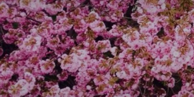 chittychittykan's profile banner image