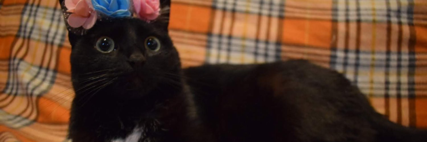 Leleja_'s profile banner image