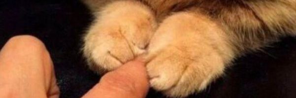 Abrudulembru's profile banner image