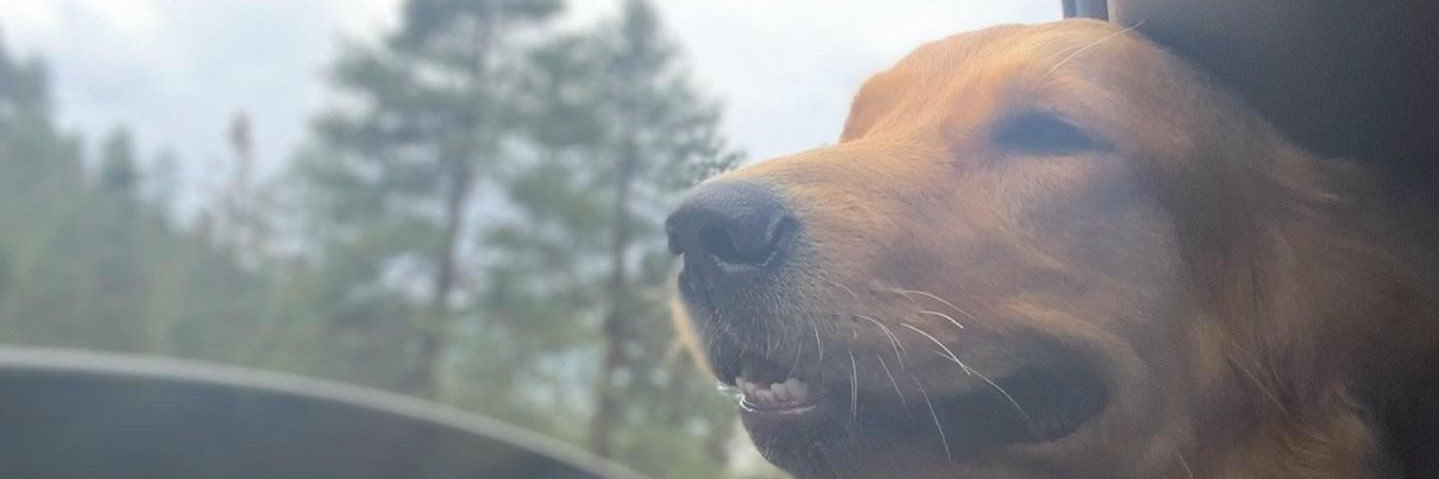 Oopstracy's profile banner image