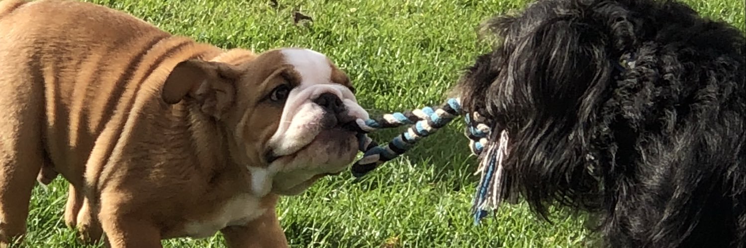 SolBulldog's profile banner image